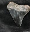 Small / Inch Megalodon Tooth #1055-1
